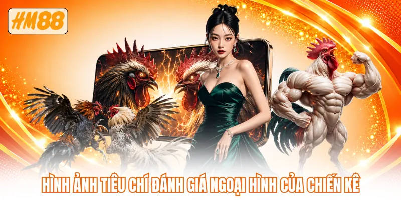 Hình ảnh tiêu chí đánh giá ngoại hình của chiến kê Hình ảnh tiêu chí đánh giá ngoại hình của chiến kê